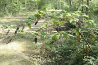 Phytolacca americana