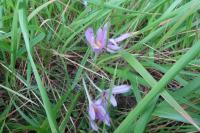 Colchicum autumnale
