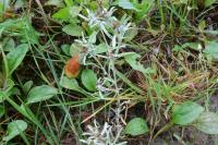Gnaphalium uliginosum