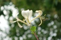Lonicera periclymenum