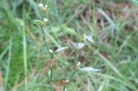 Polygonum aviculare