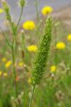 Setaria pumila