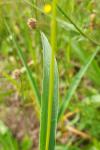 Setaria pumila
