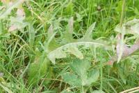 Sonchus arvensis