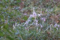 Colchicum autumnale