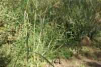 Echinochloa crus-galli