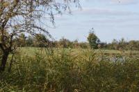 Phragmites australis