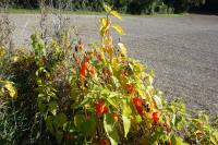 Alkekengi officinarum