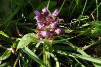 Prunella vulgaris