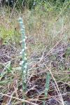 Spiranthes spiralis