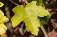 Acer campestre