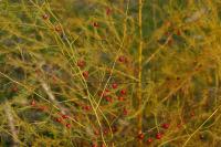 Asparagus officinalis