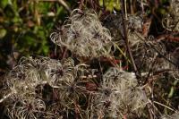Clematis vitalba