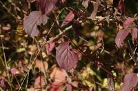 Cornus sanguinea
