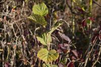Corylus avellana