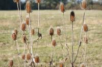 Dipsacus fullonum