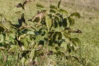 Juglans regia