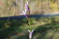 Lobelia urens