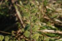 Ulmus minor