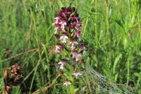 Neotinea ustulata