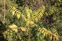 Ailanthus altissima
