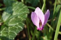 Cyclamen hederifolium