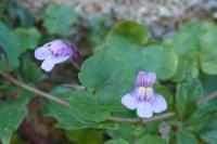 Cymbalaria muralis