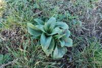 Himantoglossum hircinum