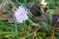 Knautia arvensis