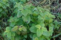 Melissa officinalis