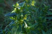 Mercurialis annua