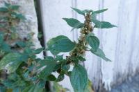 Parietaria judaica