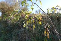 Sambucus nigra