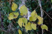 Ulmus minor