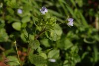 Veronica persica
