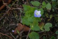 Veronica persica