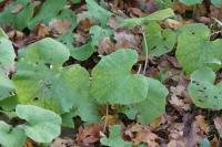 Petasites pyrenaicus