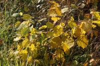 Corylus avellana