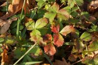 Fragaria vesca
