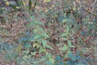 Scrophularia nodosa