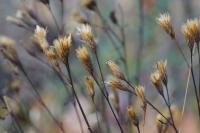 Serratula tinctoria