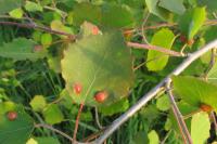 Populus tremula
