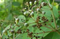 Sambucus nigra