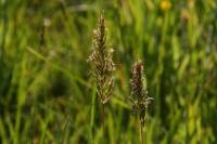 Anthoxanthum odoratum