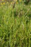 Anthoxanthum odoratum