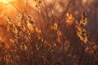 Phragmites australis