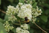 Ligustrum vulgare