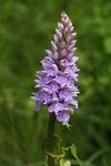 Dactylorhiza fuchsii