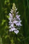 Dactylorhiza fuchsii