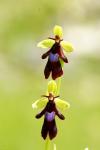 Ophrys insectifera